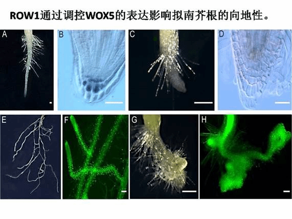 //wnsrmacau.com/Public/js/cn/kindeditor/attached/image/20160115/20160115022922_56848.jpg